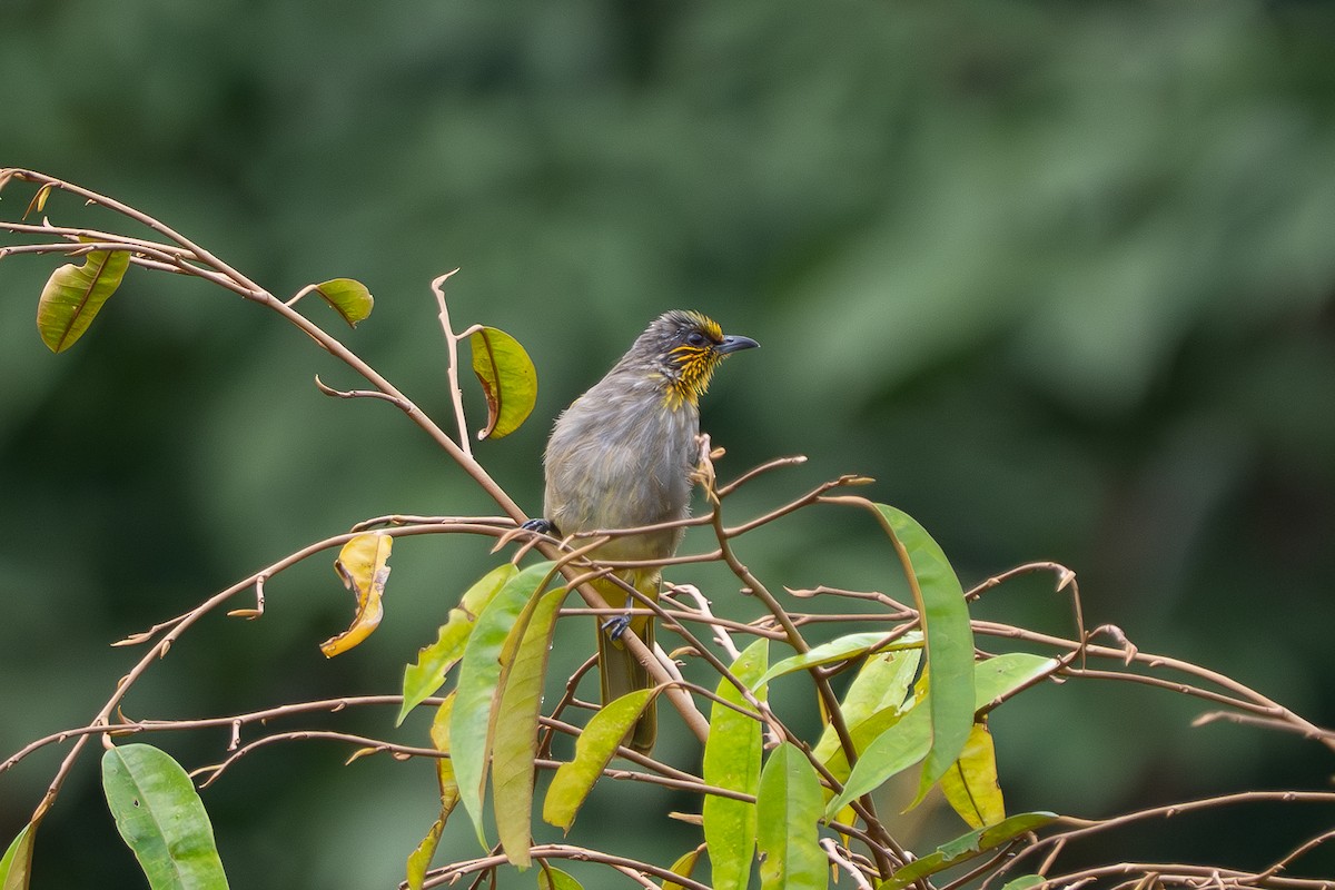 Stripe-throated Bulbul - ML638308359