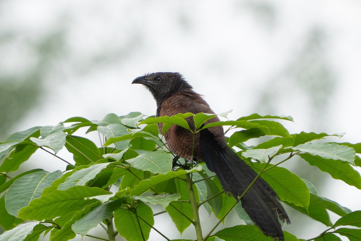 Lesser Coucal - ML638308362