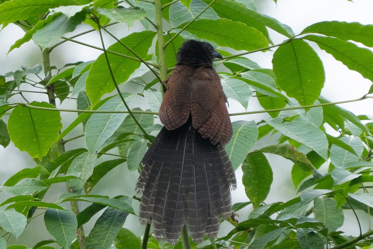 Lesser Coucal - ML638308363