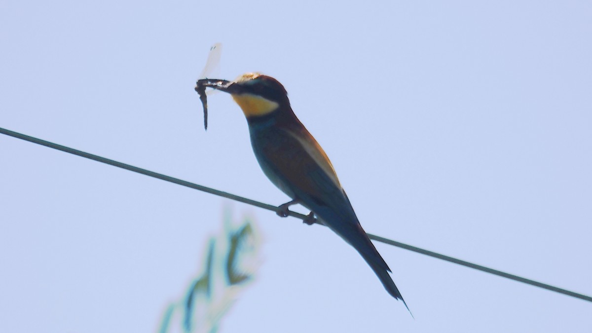 European Bee-eater - ML638308365
