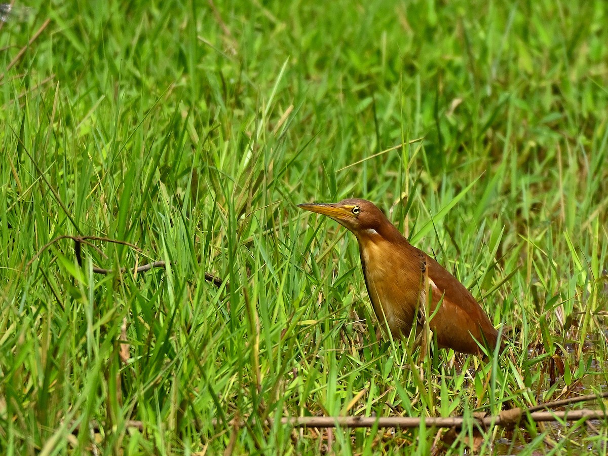 Cinnamon Bittern - ML638308366