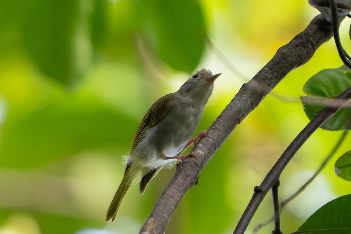 White-bellied Erpornis - ML638308369