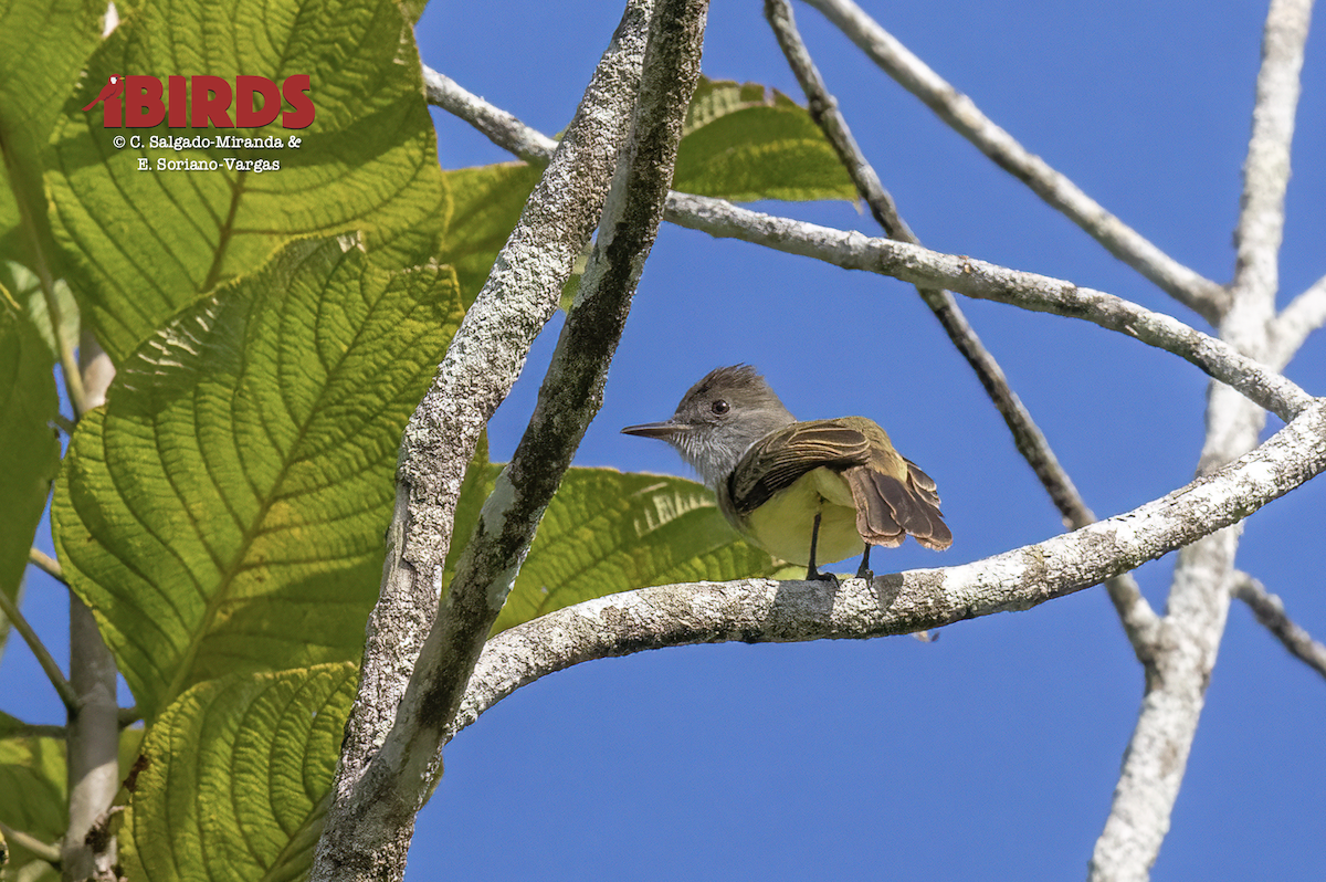 Dusky-capped Flycatcher - ML638308371