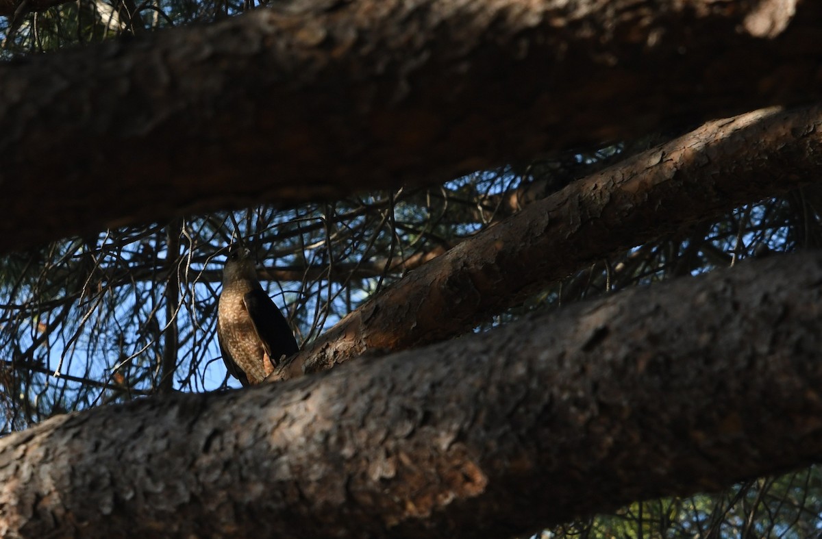 Cooper's Hawk - ML638308373
