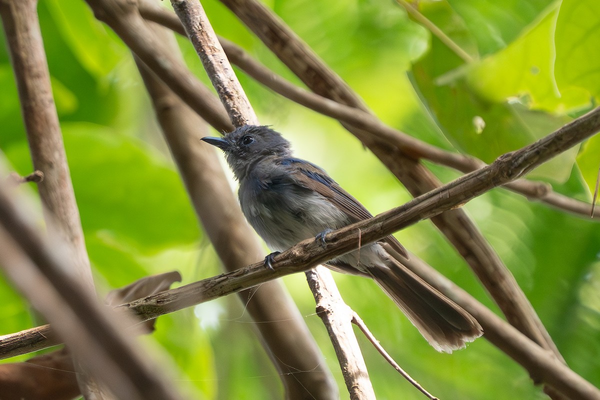 Black-naped Monarch - ML638308375
