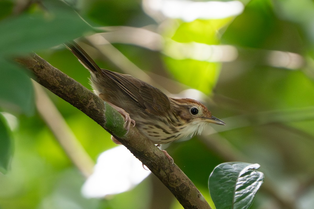 Puff-throated Babbler - ML638308376