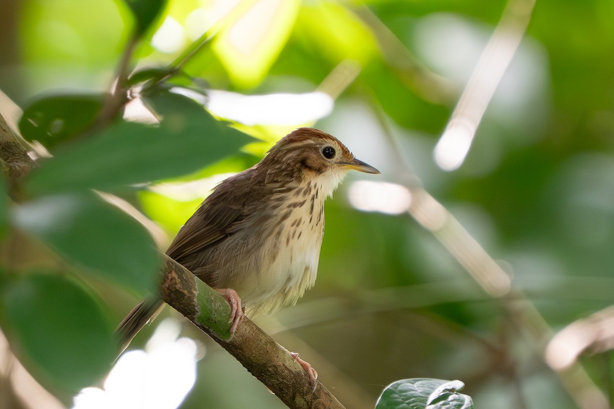 Puff-throated Babbler - ML638308378