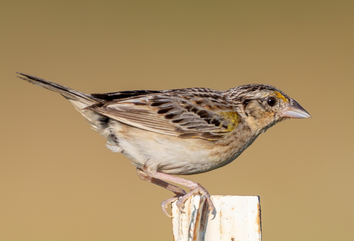 Grasshopper Sparrow - ML638308380