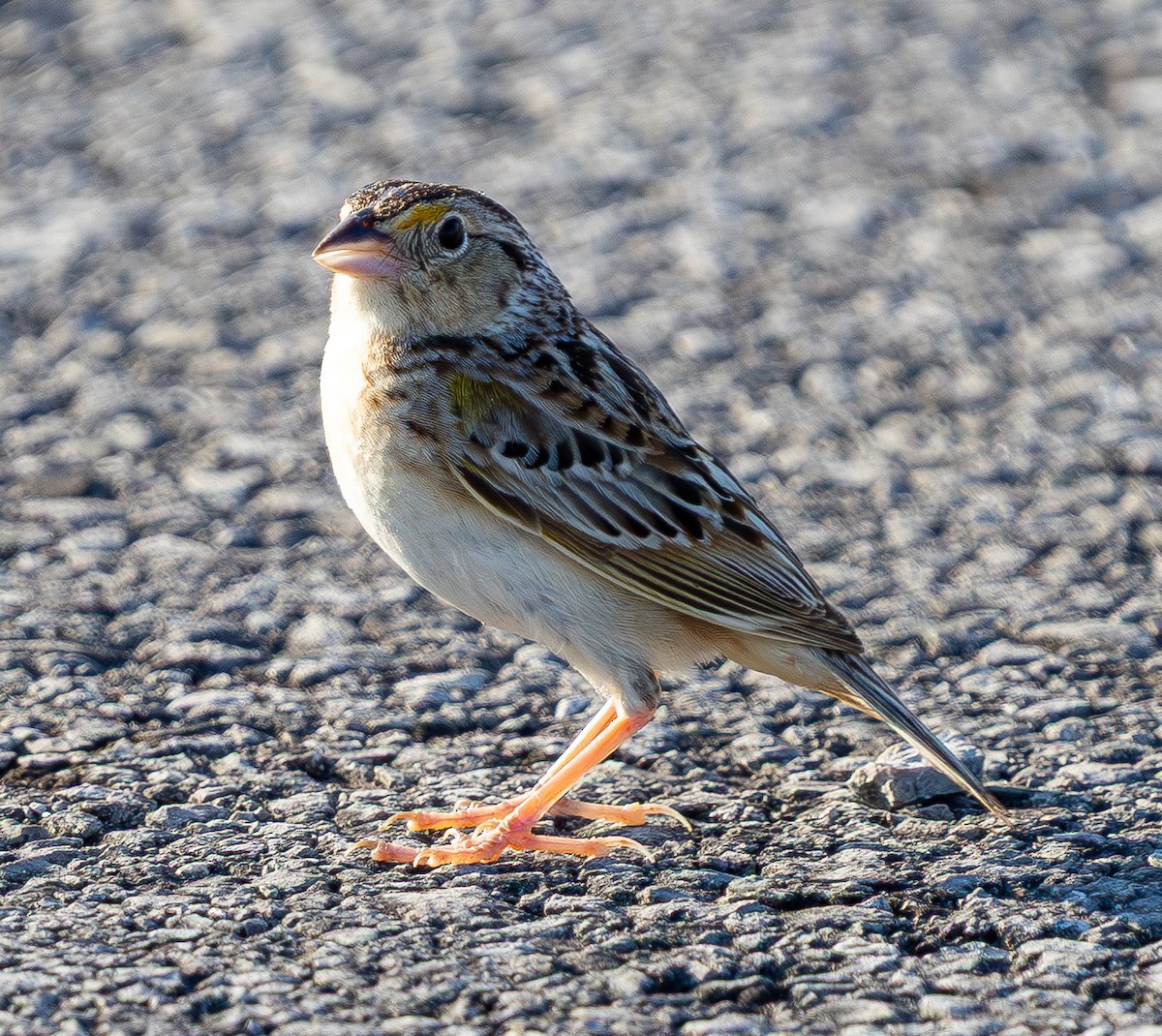 Grasshopper Sparrow - ML638308381