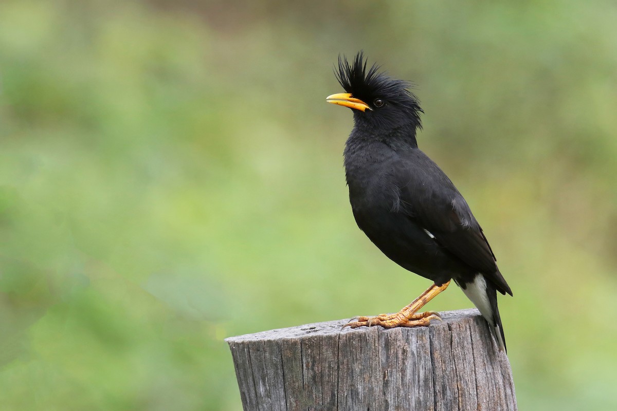 Great Myna - ML638308383