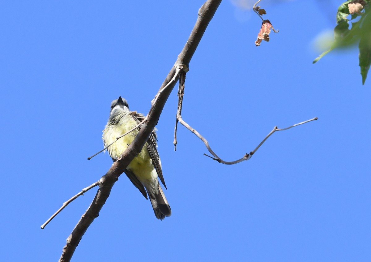 Cassin's Kingbird - ML638308384