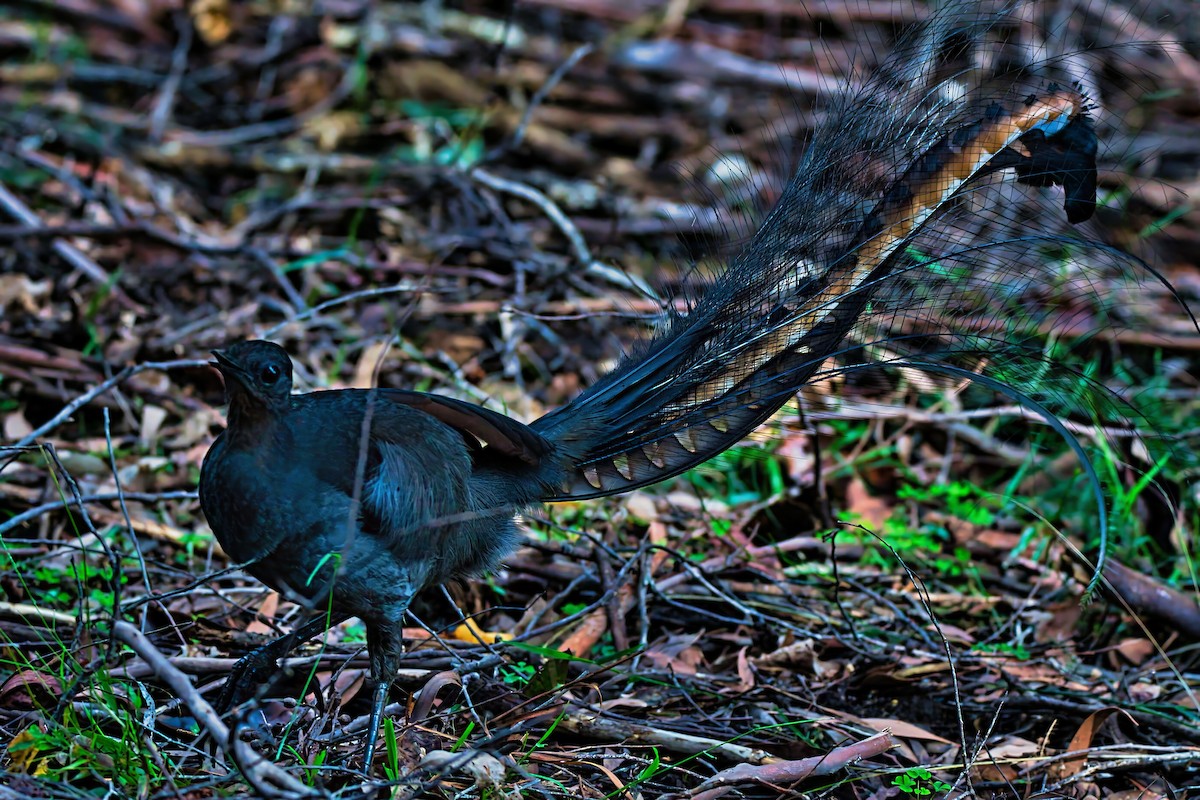 Superb Lyrebird - ML638308385