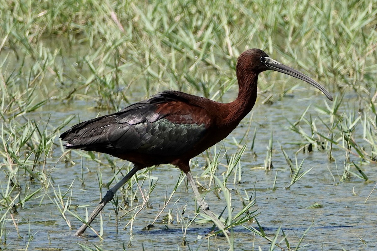Sichler - ML638308388