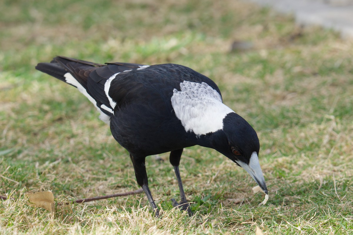 Australian Magpie (Black-backed) - ML638308393
