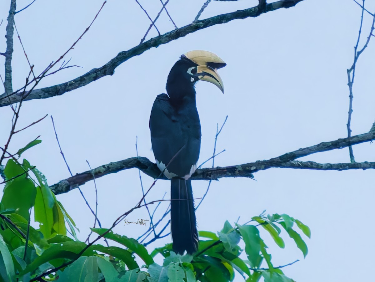 Oriental Pied-Hornbill - ML638308394