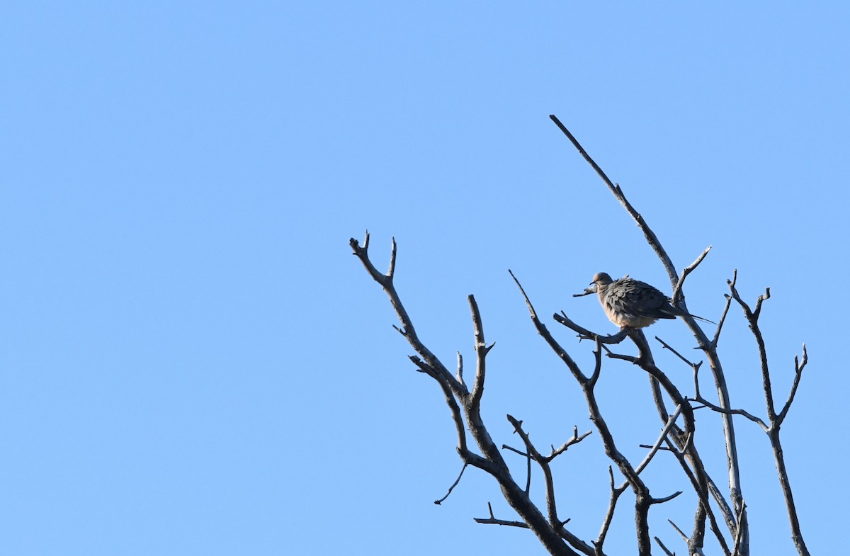 Mourning Dove - ML638308396