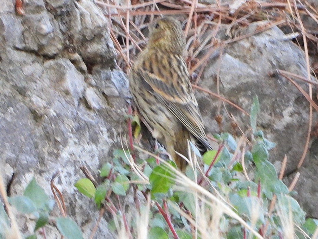 European Serin - ML638308402