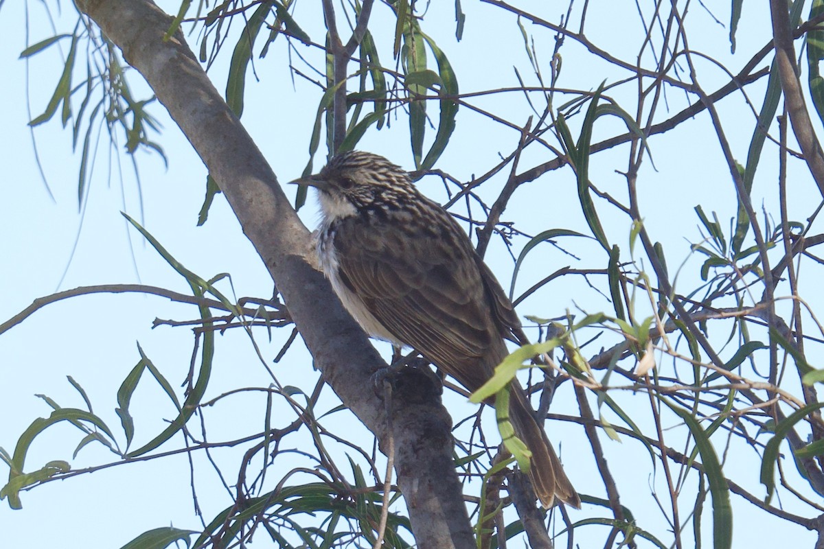 Striped Honeyeater - ML638308419
