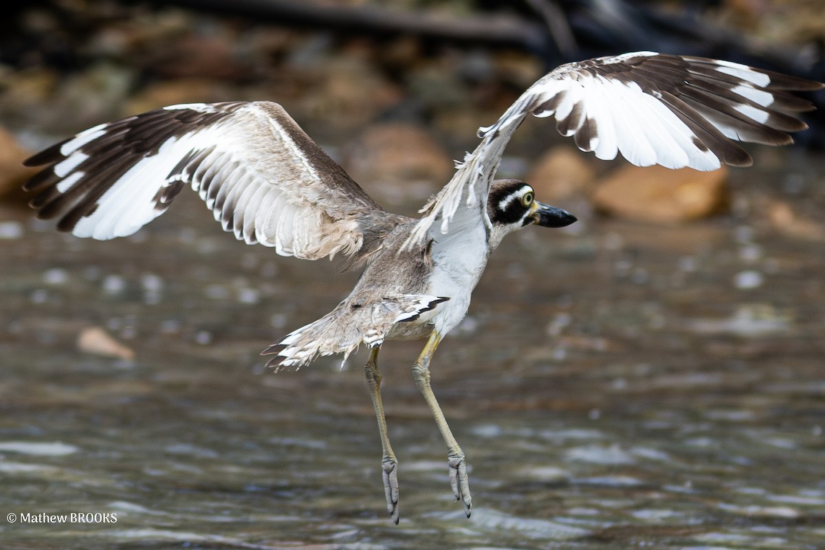 Beach Thick-knee - ML638308428