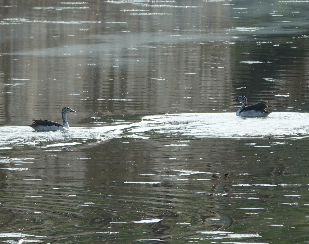 Knob-billed Duck - ML638308430