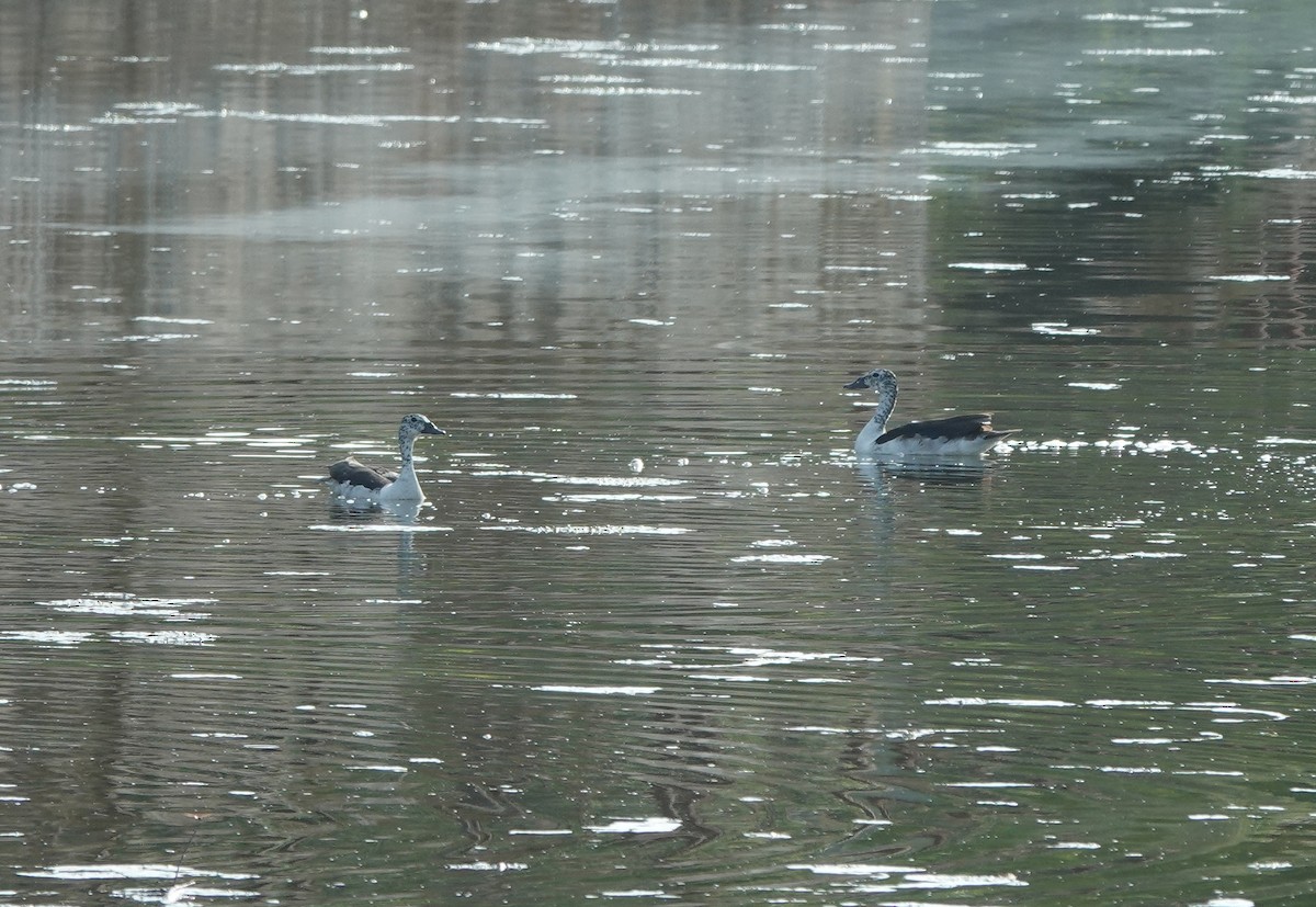 Knob-billed Duck - ML638308431