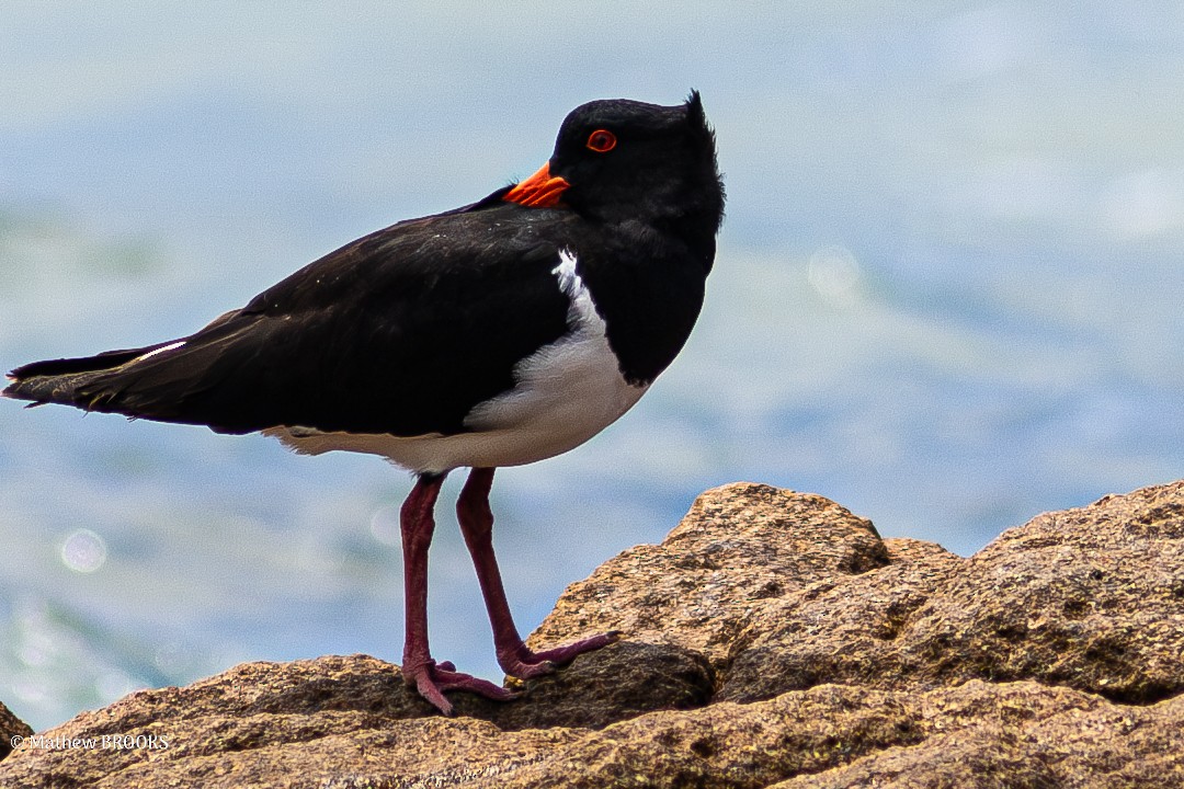 Pied Oystercatcher - ML638308432