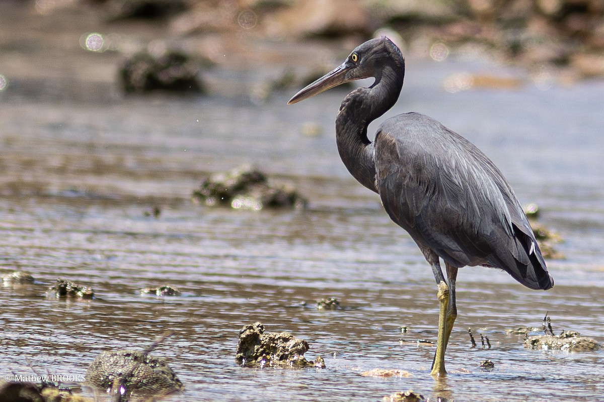 Pacific Reef-Heron - ML638308438