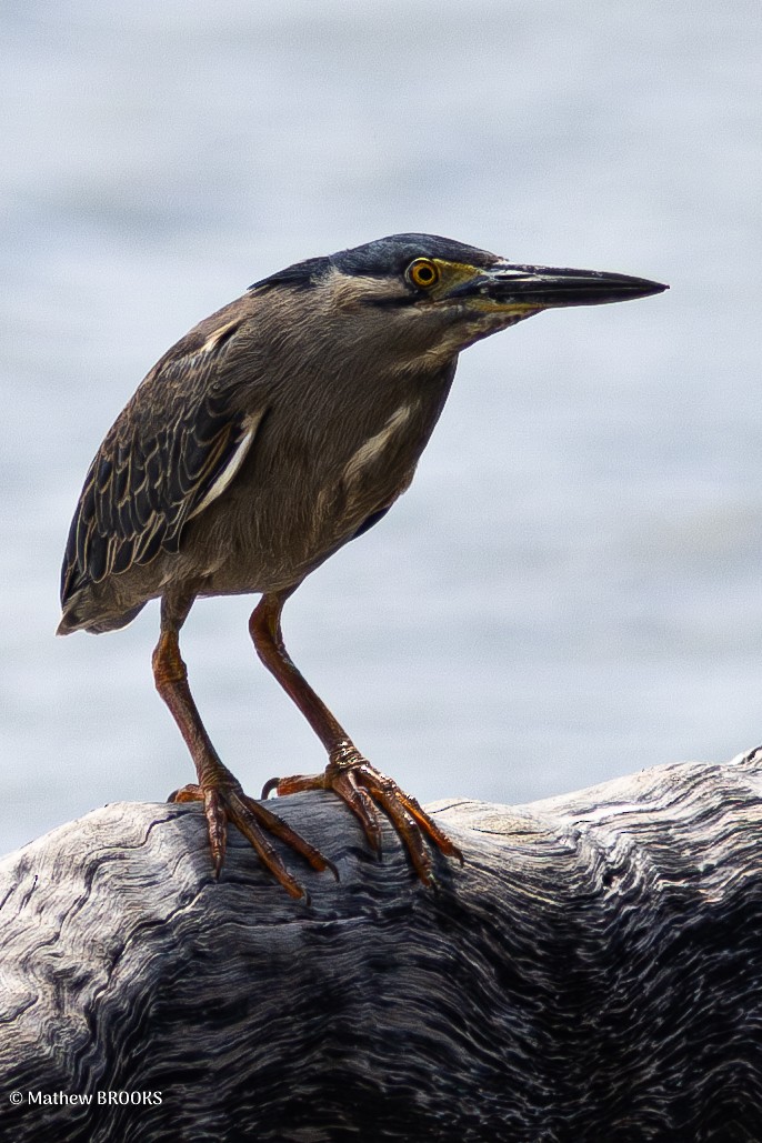 Striated Heron - ML638308440