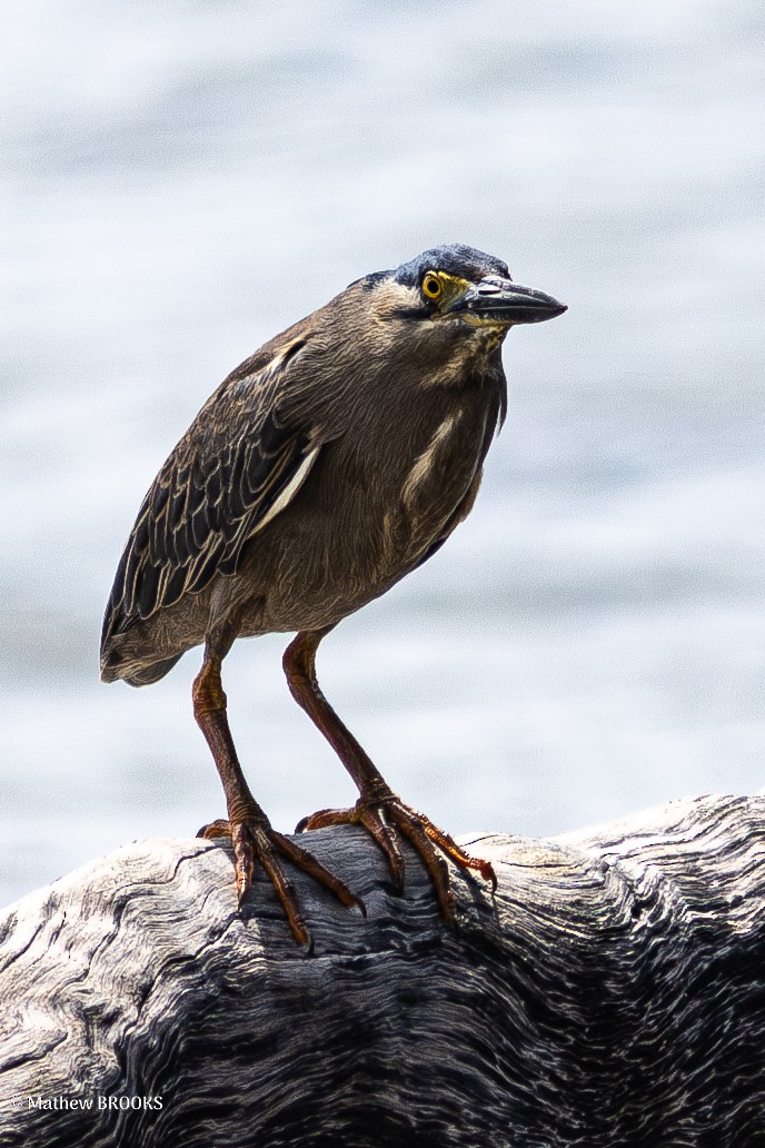 Striated Heron - ML638308441