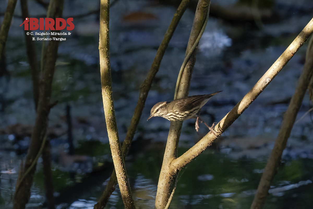 Northern Waterthrush - ML638308445