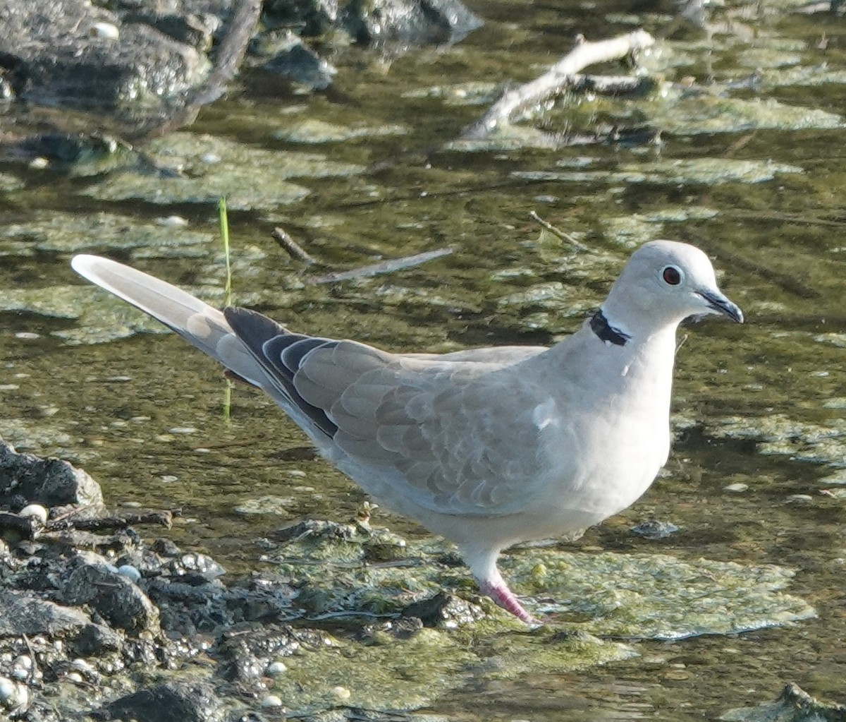Eurasian Collared-Dove - ML638308448