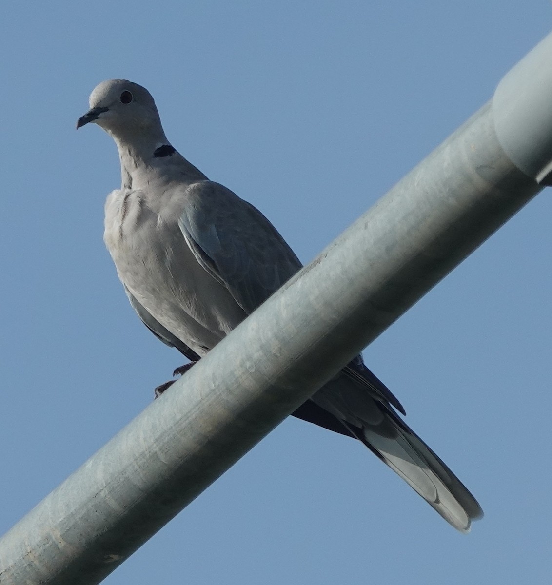 Eurasian Collared-Dove - ML638308449