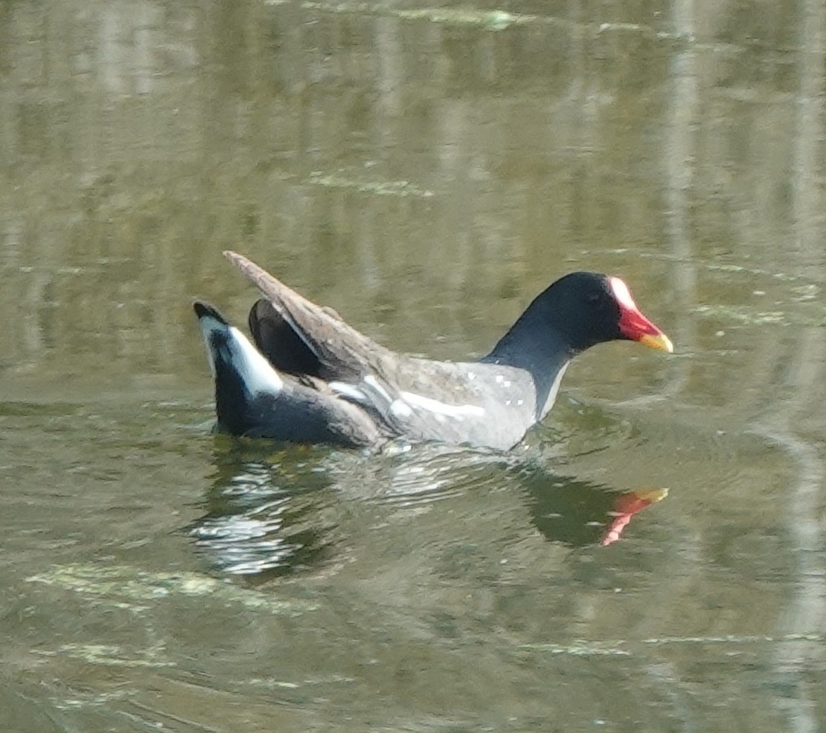 Eurasian Moorhen - ML638308454