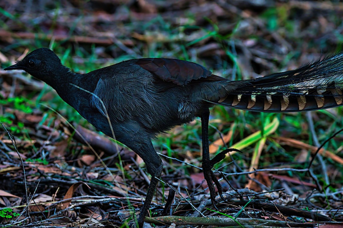 Superb Lyrebird - ML638308457