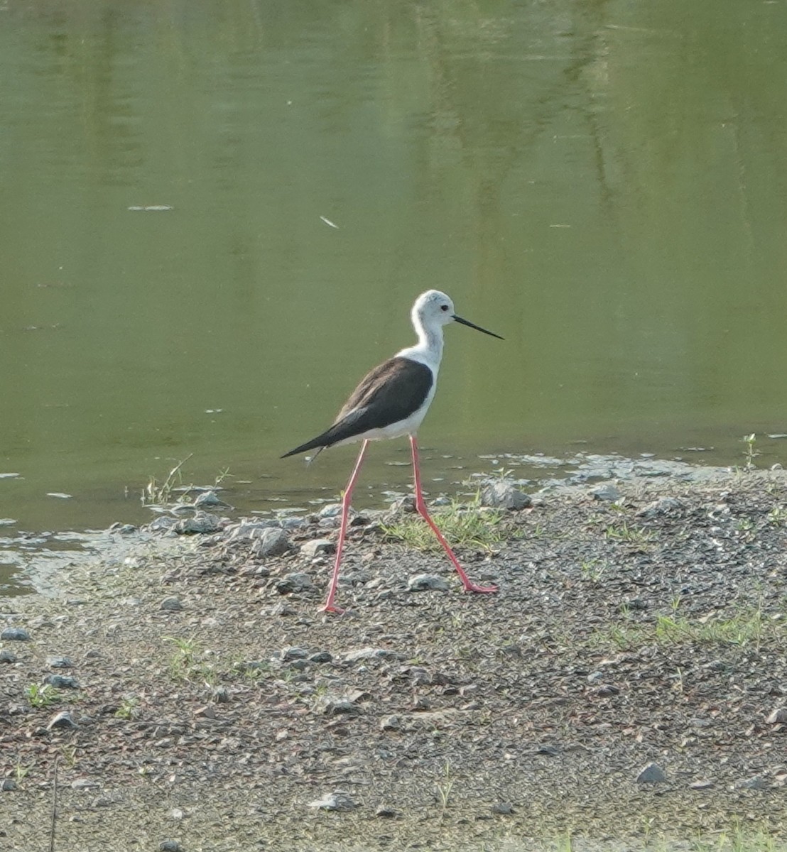 Black-winged Stilt - ML638308459