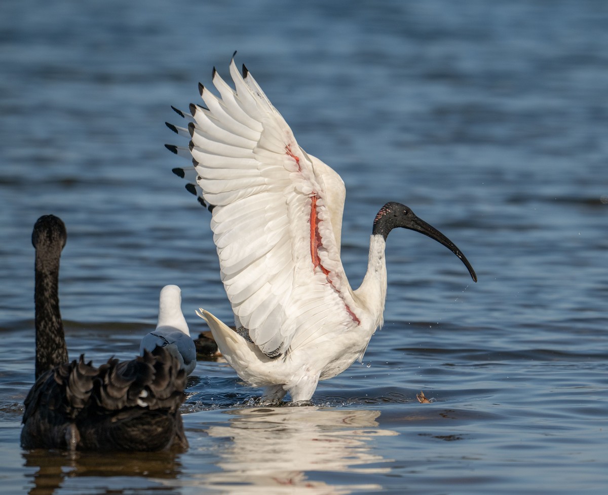 Australian Ibis - ML638308461