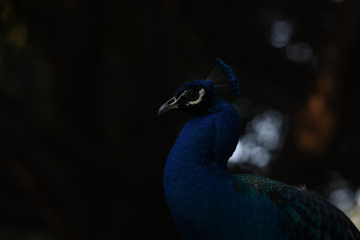 Indian Peafowl (Domestic type) - ML638308463