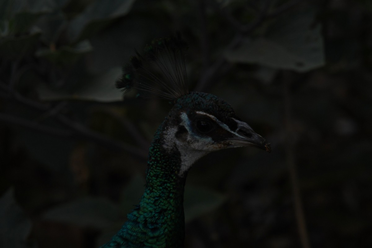 Indian Peafowl (Domestic type) - ML638308464