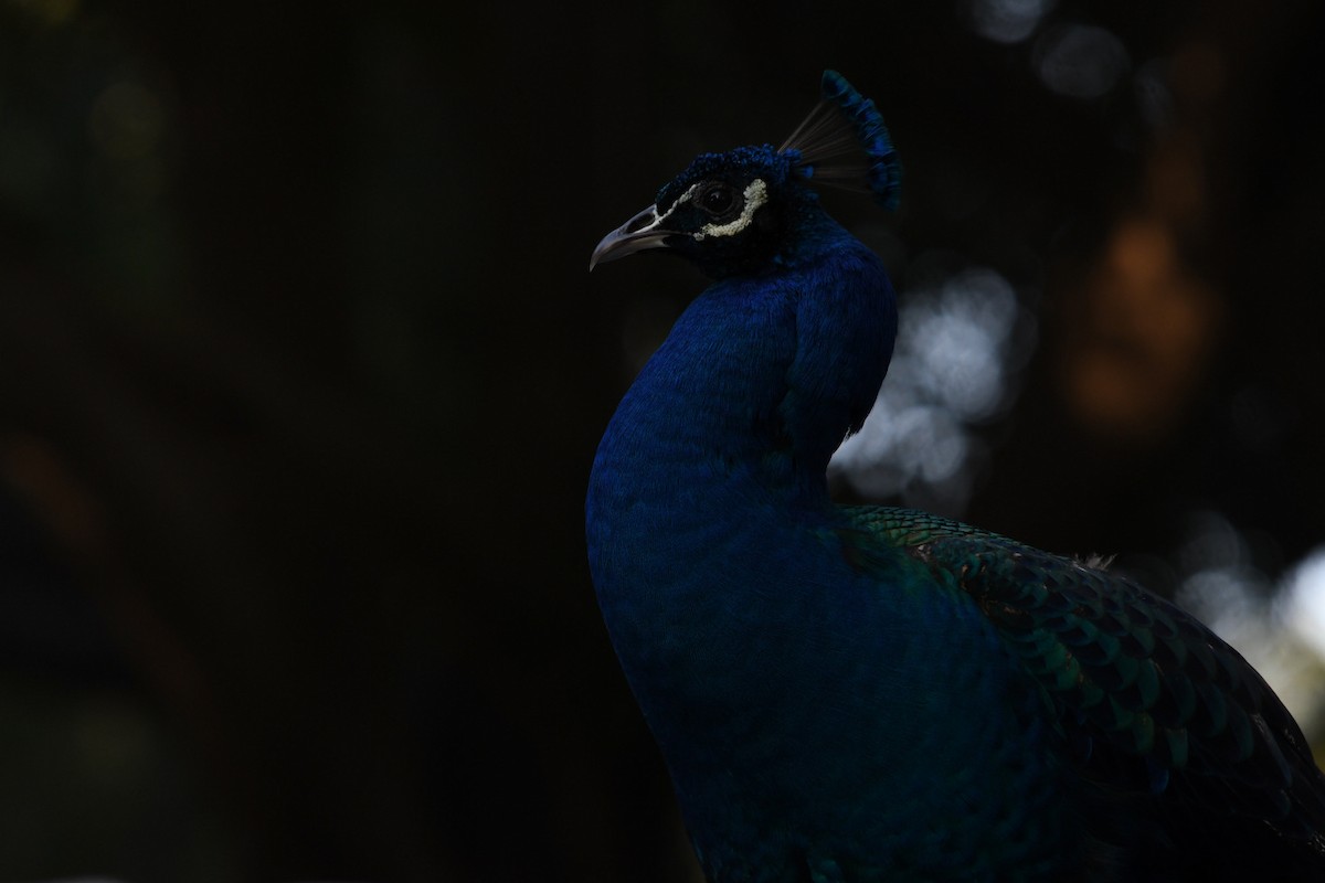 Indian Peafowl (Domestic type) - ML638308467