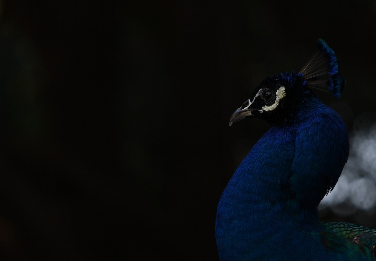Indian Peafowl (Domestic type) - ML638308469