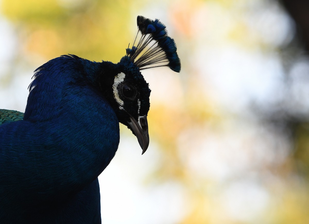Indian Peafowl (Domestic type) - ML638308470