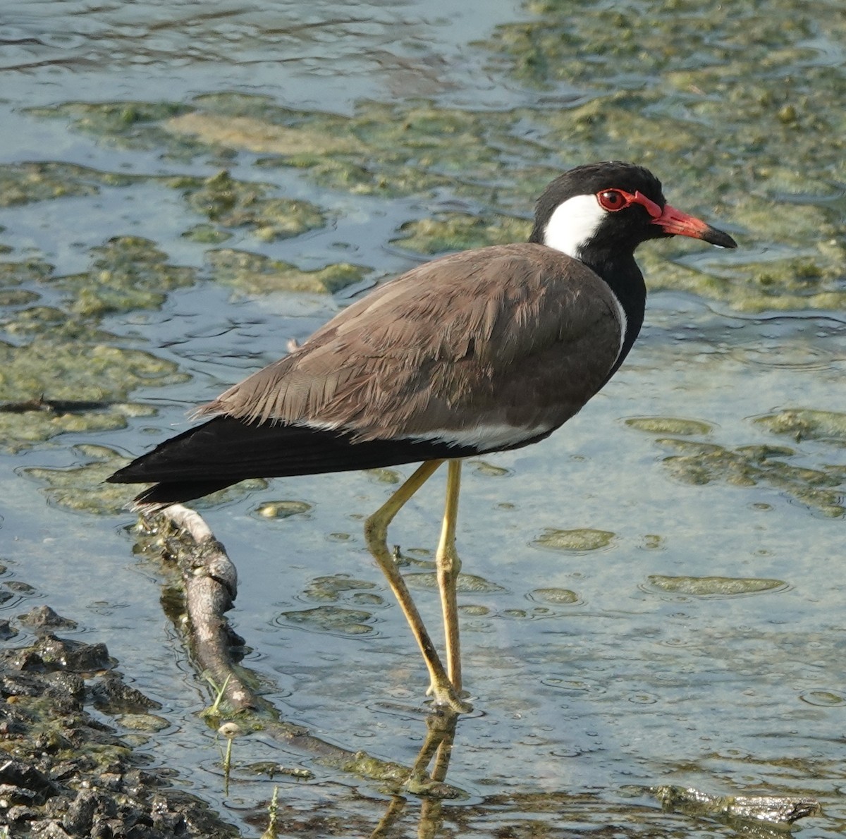 Red-wattled Lapwing - ML638308471