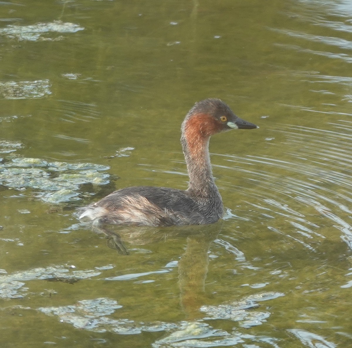 Little Grebe - ML638308473