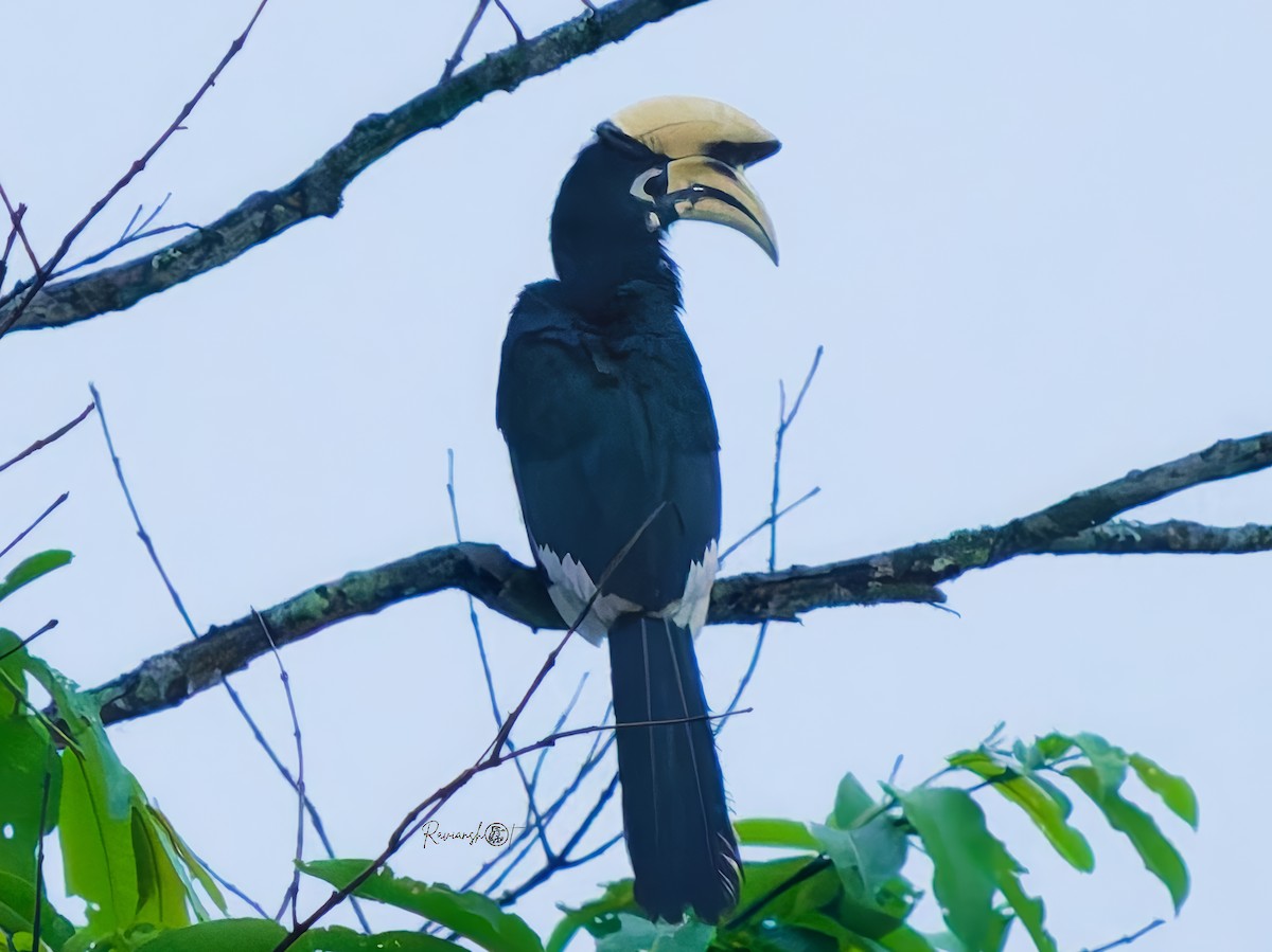Oriental Pied-Hornbill - ML638308480