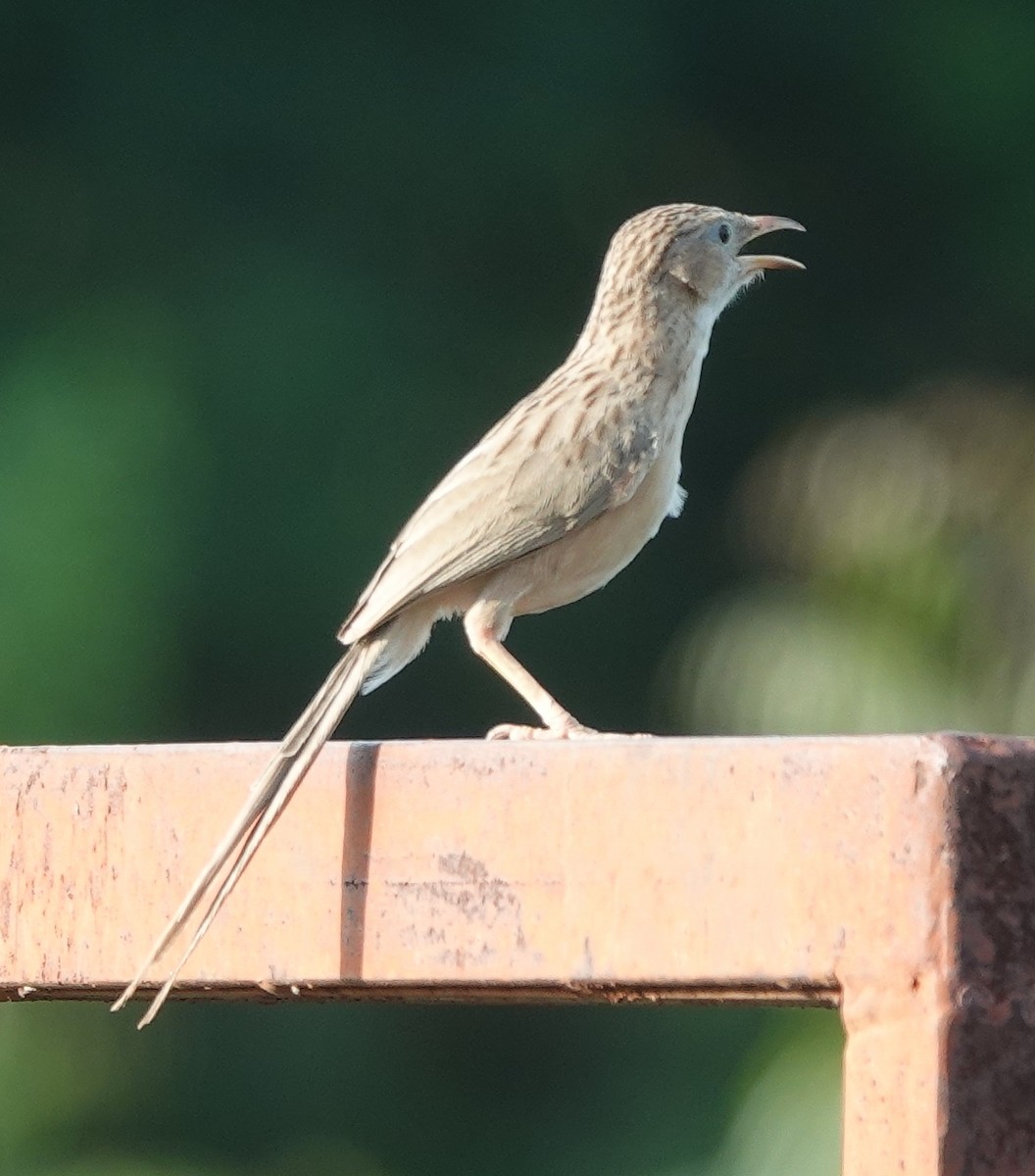 Common Babbler - ML638308481