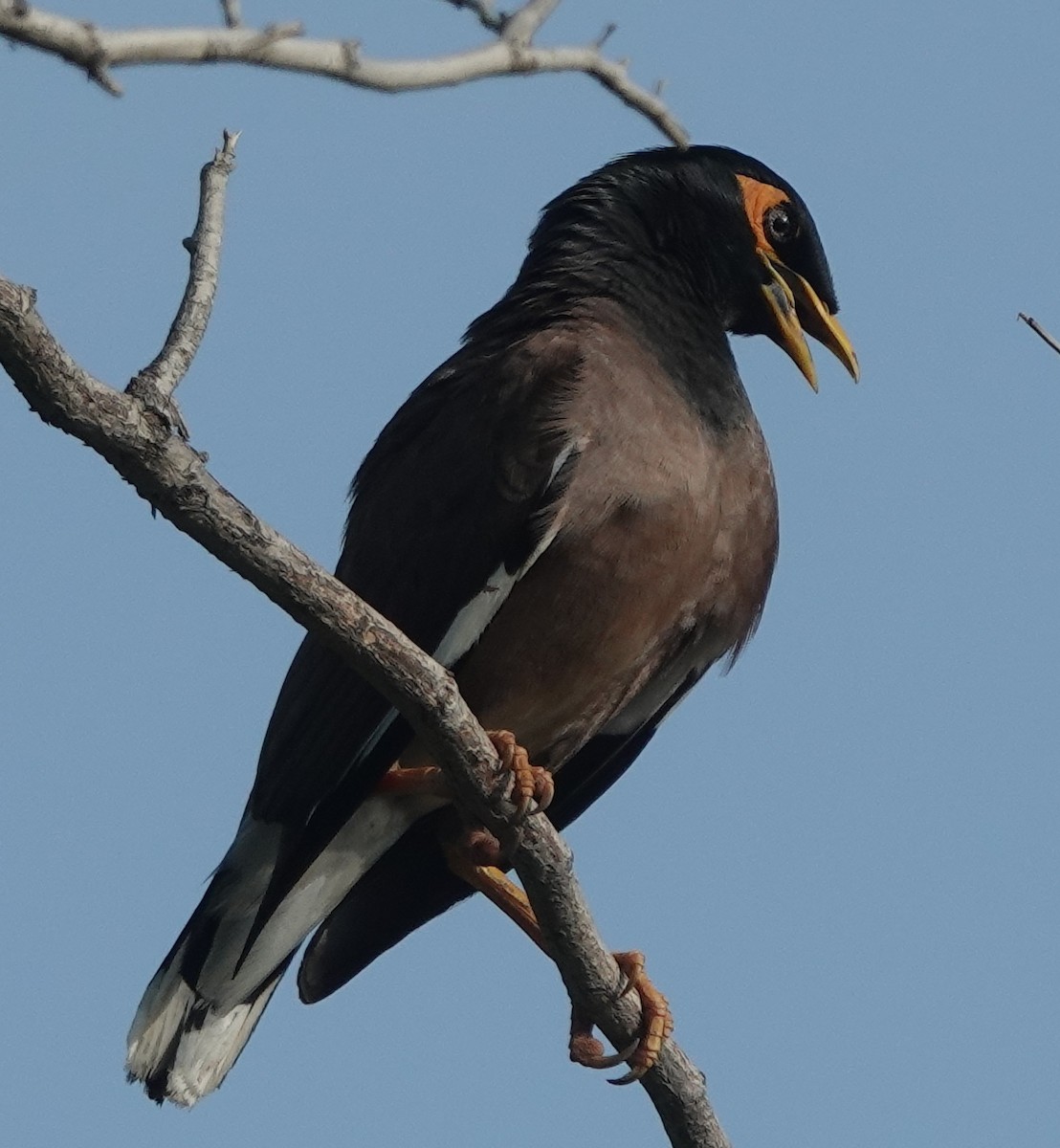 Common Myna - ML638308485