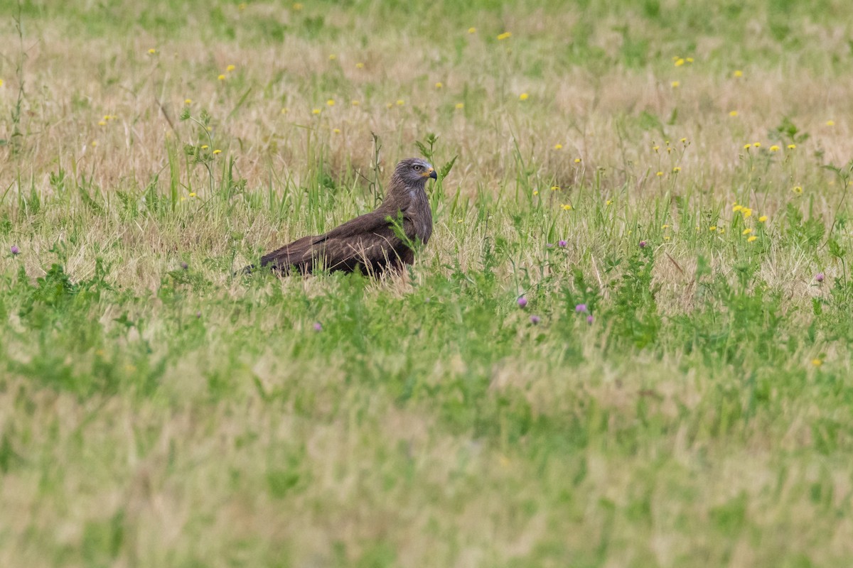 Black Kite - ML638308491