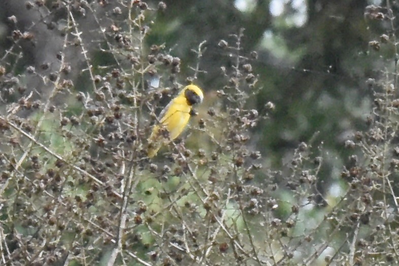 Asian Golden Weaver - ML638308494