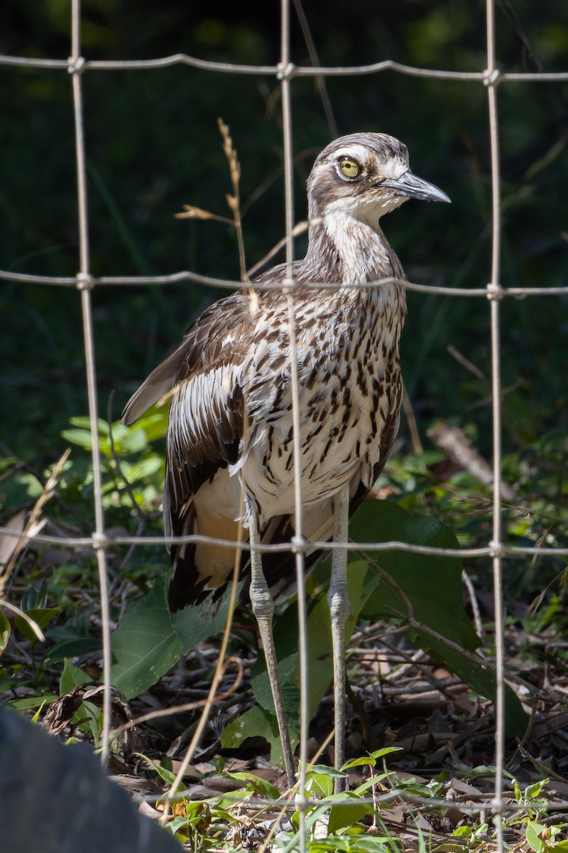 Bush Thick-knee - ML638308496