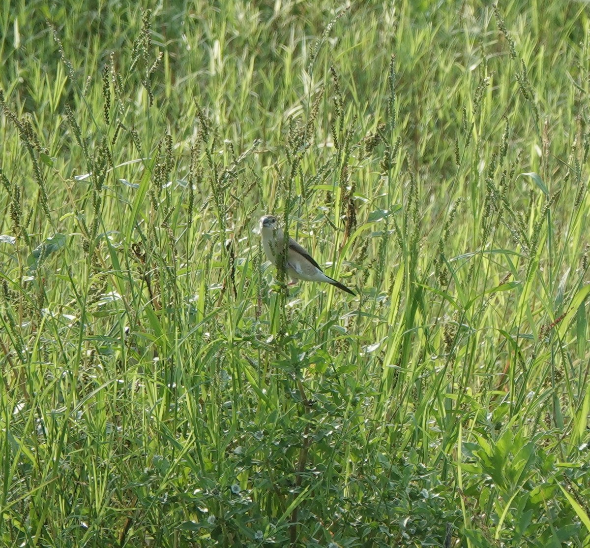 Indian Silverbill - ML638308498